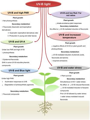 Frontiers Interactive Effects Of Uv B Light With Abiotic Factors On Plant Growth And Chemistry And Their Consequences For Defense Against Arthropod Herbivores Plant Science