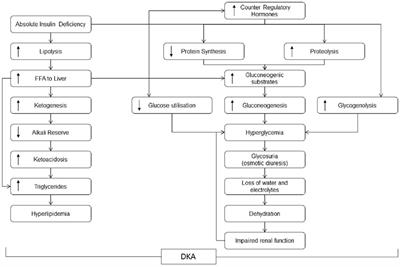 Type 1 Diabetes Pathophysiology Flow Chart