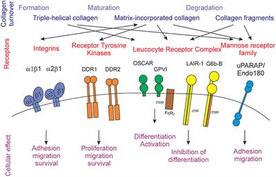 Frontiers Collagen Type I As A Ligand For Receptor Mediated Signaling Physics