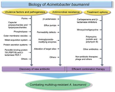 Frontiers | Biology of Acinetobacter baumannii: Pathogenesis, Antibiotic Resistance Mechanisms, and Prospective Treatment Options | Cellular and Infection Microbiology