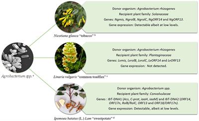 Frontiers | Horizontal Gene Transfer Contributes to Plant Evolution: The Case of Agrobacterium T-DNAs Frontiers | Horizontal Gene Transfer Contributes to Plant Evolution: The Case of Agrobacterium T-DNAs