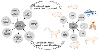 Frontiers | Animal Models for Tuberculosis in Translational and Precision Medicine Frontiers | Animal Models for Tuberculosis in Translational and Precision Medicine