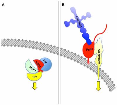 protein scaffold of a heart protein scaffold of a heart