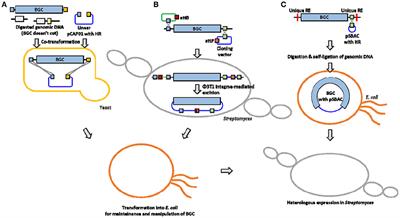 Natural Product Sciences Journal Impact Factor Natural Product Sciences Journal Impact Factor