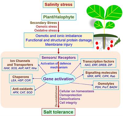 frontiers halophytes potential resources for salt stress salt tolerant trees