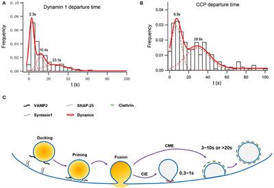 Frontiers Exocytosis Endocytosis And Their Coupling In Excitable Cells Molecular Neuroscience Frontiers Exocytosis Endocytosis And Their Coupling In Excitable Cells Molecular Neuroscience