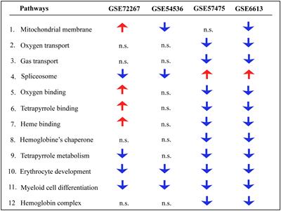 Heme Synthesis Flow Chart