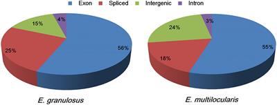 The role played by alternative splicing in antigenic variability in human  endo-parasites, Parasites & Vectors