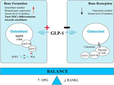 type 1 diabetes and bone metabolism