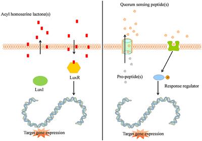 frontiers peptides as quorum sensing molecules what is quorum sensing
