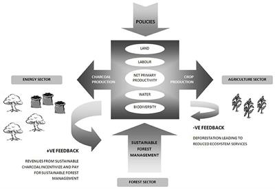 Frontiers The Marginalization Of Sustainable Charcoal - 