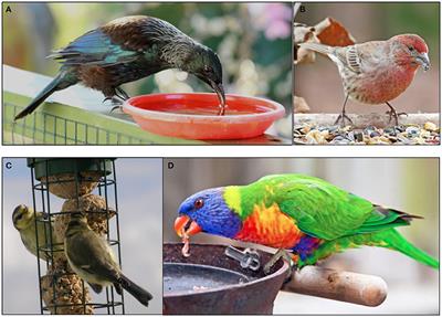 Frontiers Garden Bird Feeding Insights And Prospects From A