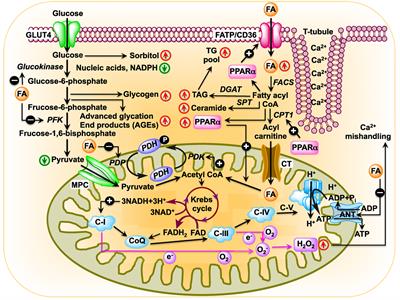 Frontiers Diabetic Cardiomyopathy An Immunometabolic