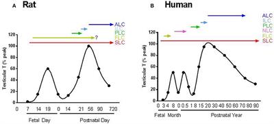 Morphology of Leydig cells in the testes after in vivo MCP-1 treatment.