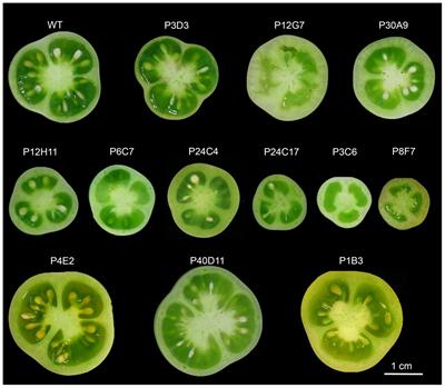 Frontiers  Identification of Two New Mechanisms That Regulate