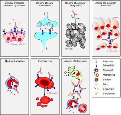 Frontiers Mechanisms Of Autoantibody Induced Pathology Immunology