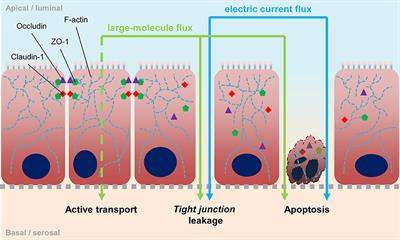 giardia infection long term effects