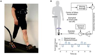 Frontiers Step To Step Ankle Inversion Eversion Torque
