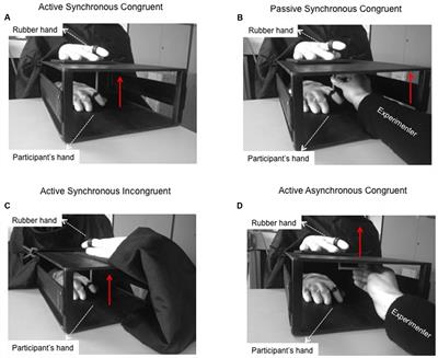 Frontiers The Moving Rubber Hand Illusion Reveals That Explicit Sense Of Agency For Tapping Movements Is Preserved In Functional Movement Disorders Human Neuroscience Frontiers The Moving Rubber Hand Illusion Reveals That Explicit Sense Of Agency For Tapping Movements Is Preserved In Functional Movement Disorders Human Neuroscience