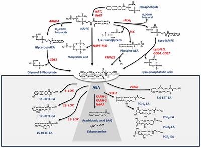 Metabolism