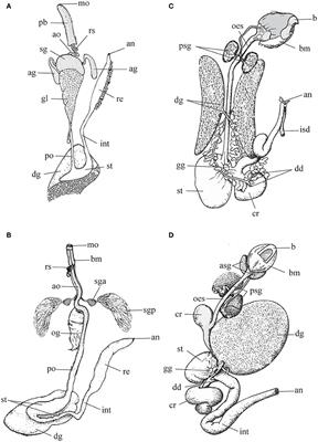 Frontiers | Salivary Glands in Predatory Mollusks: Evolutionary Considerations Frontiers | Salivary Glands in Predatory Mollusks: Evolutionary Considerations