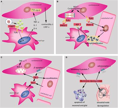 Frontiers | Sepsis-Induced Cardiomyopathy: Mechanisms and Treatments
