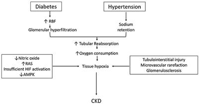 how does diabetes cause hypertension pathophysiology