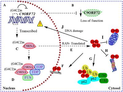 Enigmatic Chemical Tag Is Altered In >> Frontiers The Enigmatic Role Of C9orf72 In Autophagy Neuroscience Enigmatic Chemical Tag Is Altered In >> Frontiers The Enigmatic Role Of C9orf72 In Autophagy Neuroscience