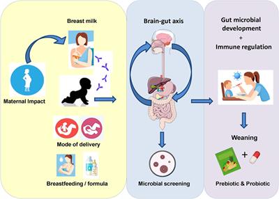 Types Of Email Accounts >> Frontiers | Microbial Therapeutics Designed for Infant ... Types Of Email Accounts >> Frontiers | Microbial Therapeutics Designed for Infant ...