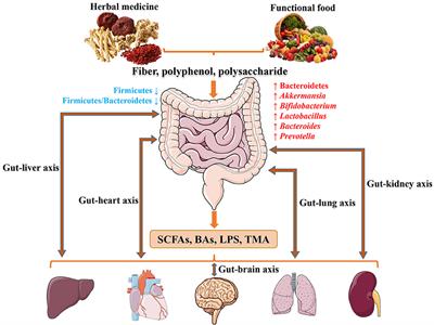 Frontiers | Balancing Herbal Medicine and Functional Food for Prevention and Treatment of Cardiometabolic Diseases through Modulating Gut Microbiota | Microbiology