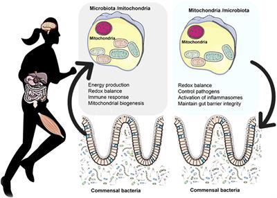 Frontiers | The Crosstalk between the Gut Microbiota and Mitochondria  during Exercise