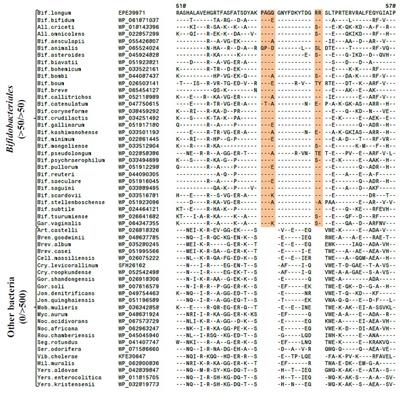 Frontiers | Ribonucleotide Reductases from Bifidobacteria Contain ...