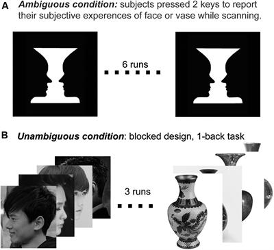 Frontiers Category Selectivity Of Human Visual Cortex In