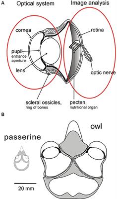 Frontiers | What Drives Bird Vision? Bill Control and Predator Detection  Overshadow Flight | Neuroscience