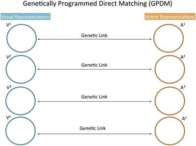 frontiers neonatal imitation theory experimental design intermodal perception definition