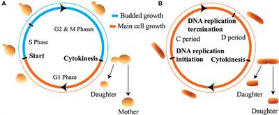 determinants of cell size frontiers research topic size of cell