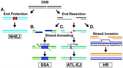 Frontiers Homologous Recombination In Protozoan Parasites And Recombinase Inhibitors Microbiology