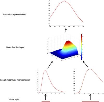 Frontiers | Numerical Proportion Representation: A Neurocomputational ...