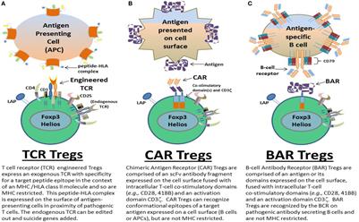 Types Of Email Accounts >> Frontiers | Human Tregs Made Antigen Specific by Gene ... Types Of Email Accounts >> Frontiers | Human Tregs Made Antigen Specific by Gene ...