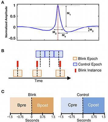 Frontiers Spontaneous Blinks Activate The Precuneus