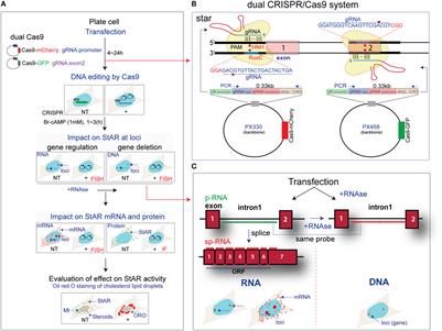 In situ hybridization analysis of mRNAs for Egam1c and the Prl gene