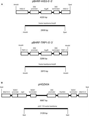 Frontiers Testing Of Auxotrophic Selection Markers For Use In