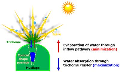 Frontiers | Hydraulic Strategy of Cactus Trichome for Absorption and  Storage of Water under Arid Environment