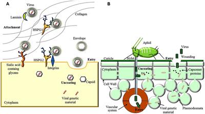 Frontiers | Extracellular Matrix in Plants and Animals: Hooks and Locks for Viruses Frontiers | Extracellular Matrix in Plants and Animals: Hooks and Locks for Viruses