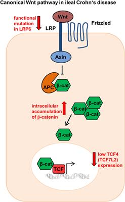 frontiers in the wnt of paneth cells immune epithelial medical office