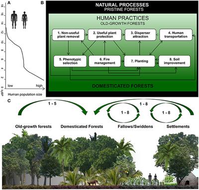 Tropical forest conservation: long-term processes of human evolution,  cultural adaptations and consumption patterns