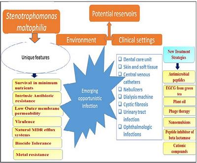 Frontiers | Stenotrophomonas maltophilia as an Emerging Ubiquitous ...