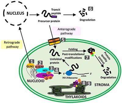 frontiers editorial plastid proteostasis relevance of post translational modification