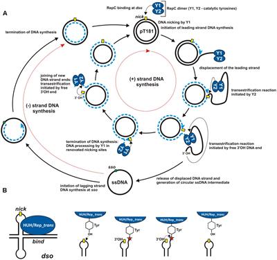Frontiers The Different Faces Of Rolling Circle Replication And Its Multifunctional Initiator Proteins Microbiology