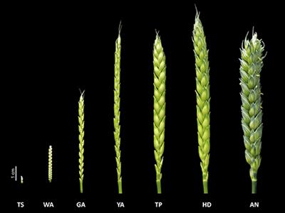 Frontiers | Plant and Floret Growth at Distinct Developmental Stages During the Stem Elongation in Wheat